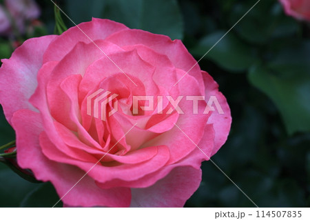 バラ 114507835