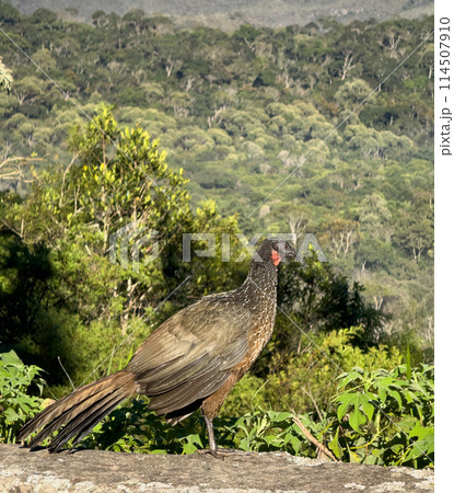 Majestic wild jacu bird standing against a lush forest backdrop Majestic wild jacu bird standing against a lush forest backdrop 114507910