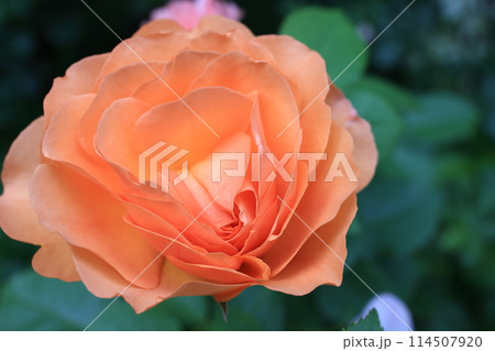 バラ バラ 114507920