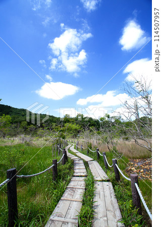 葦毛湿原（愛知県豊橋市） 114507957