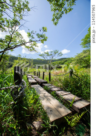 葦毛湿原（愛知県豊橋市） 114507965