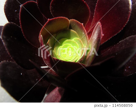 カシミヤバイオレット 114508050