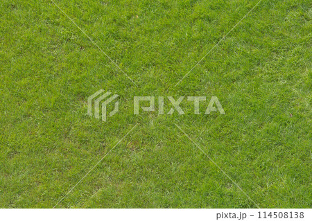 Green grass lawn verdant light surface background texture natural nature Green grass lawn verdant light surface background texture natural nature 114508138