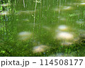 美人林の幻影 114508177