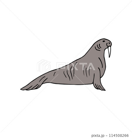 Vector hand drawn doodle sketch colored walrus 114508266