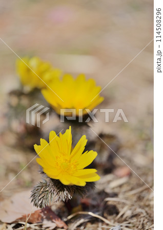 早春イメージ 晴れの日に咲く満開の福寿草 クローズアップ 早春イメージ 晴れの日に咲く満開の福寿草 クローズアップ 114508296