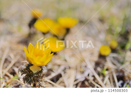 早春イメージ　晴れの日に咲く満開の福寿草　クローズアップ 114508303