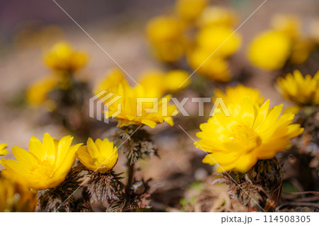 早春イメージ　晴れの日に咲く満開の福寿草　クローズアップ 114508305