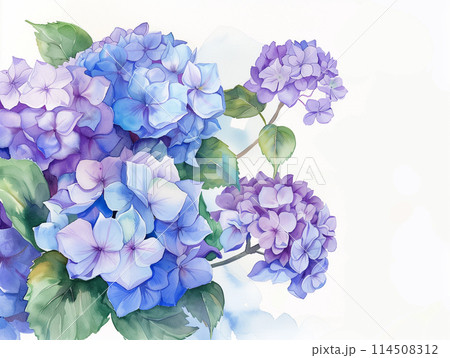 水彩風紫陽花のイラスト素材 [114508312] - PIXTA