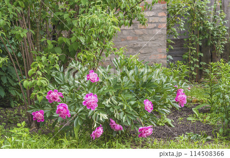 Beautiful purple peonies bush in bloom 114508366