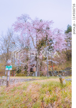 伝行山の徹然桜【北安曇郡白馬村】 伝行山の徹然桜【北安曇郡白馬村】 114508716