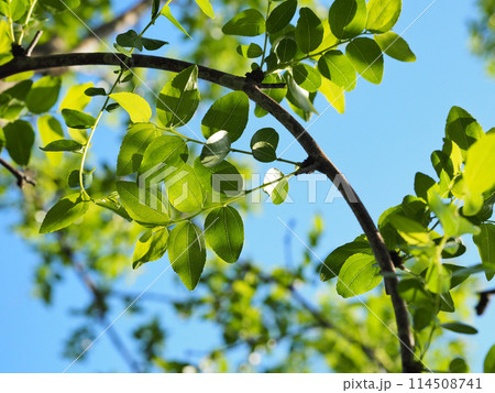 ナツメ　棗 114508741