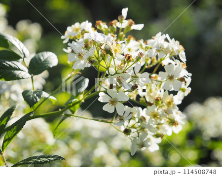 ノイバラ 114508748