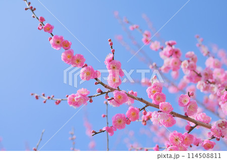 穏やかな春の日に咲く紅梅　早春イメージ 114508811