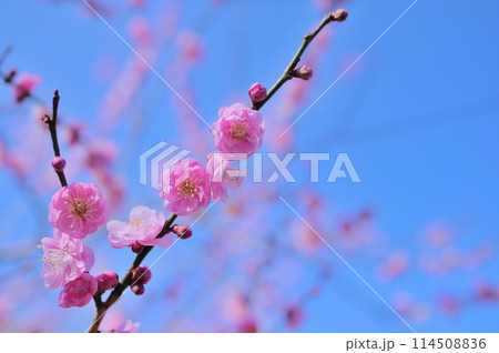 穏やかな春の日に咲く紅梅 早春イメージ 穏やかな春の日に咲く紅梅 早春イメージ 114508836