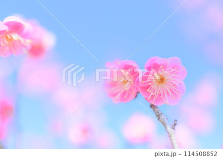 穏やかな春の日に咲く紅梅　早春イメージ 114508852