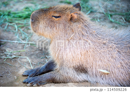 カピバラ カピバラ 114509226