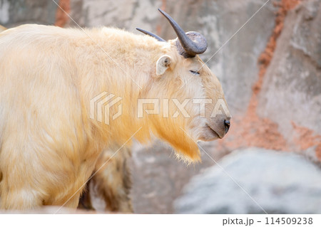 ゴールデンターキン 114509238