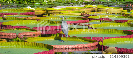 black-headed heron stands in a pond on a water lily Victoria Amazonian 114509391