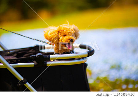 風が気持ちよい 風が気持ちよい 114509416