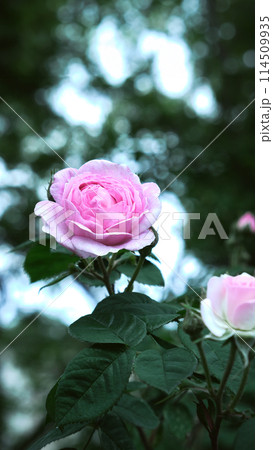 Green leaves and wild roses wide background. 114509935