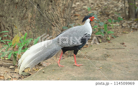 Male silver pheasant in forest Male silver pheasant in forest 114509969