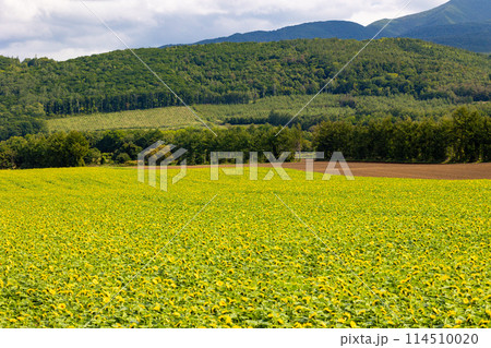 山をバックに向日葵畑の盛夏の風景を撮影 山をバックに向日葵畑の盛夏の風景を撮影 114510020