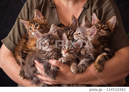 Woman hold cute little kittens in hands. 114510362