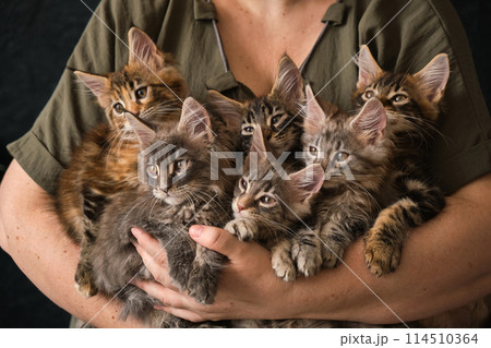 Woman hold cute little kittens in hands. Woman hold cute little kittens in hands. 114510364