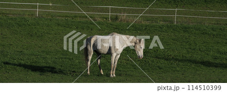 white skinny horse grazing in the meadow 114510399