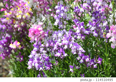 リナリア(姫金魚草) リナリア(姫金魚草) 114510495