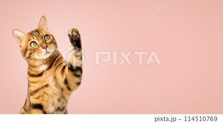 Cute Bengal cat on a pink background with a raised paw. 114510769