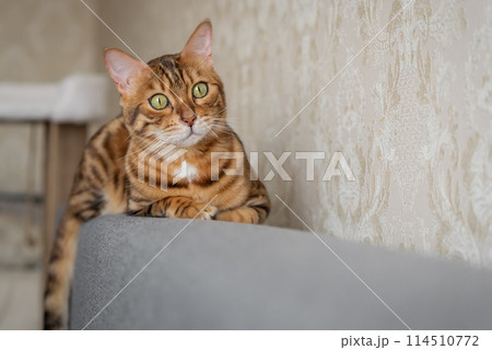 A charming Bengal cat lies relaxed on the sofa at home. 114510772