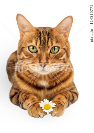 Bengal cat on a white background with a chamomile flower. 114510773