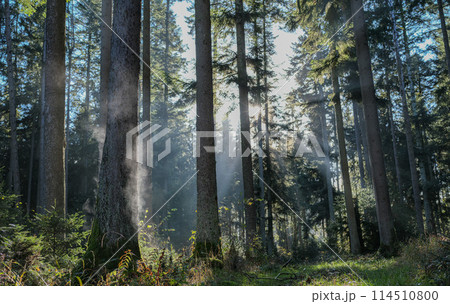 fabulous atmosphere in the forest of western Germany 114510800