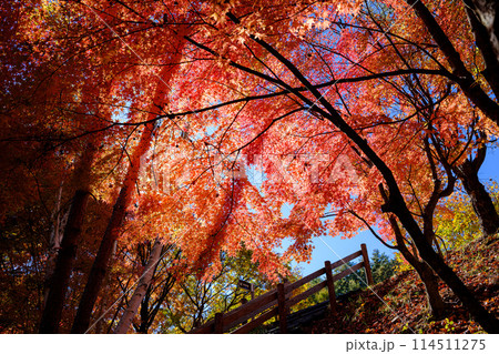 もみじ湖(箕輪ダム)の紅葉 もみじ湖(箕輪ダム)の紅葉 114511275