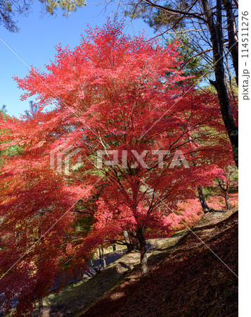 もみじ湖(箕輪ダム)の紅葉 もみじ湖(箕輪ダム)の紅葉 114511276