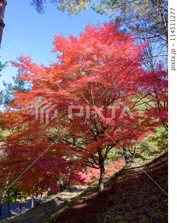 もみじ湖(箕輪ダム)の紅葉 もみじ湖(箕輪ダム)の紅葉 114511277