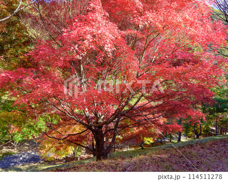 もみじ湖(箕輪ダム)の紅葉 もみじ湖(箕輪ダム)の紅葉 114511278