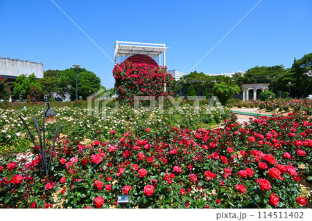 韓国のバラの名所・オリンピック公園【ソウル松坡区】 114511402