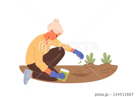 Elderly woman plants seeds in ground, planting flowers in garden or backyard of house 114511607