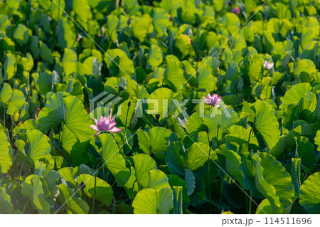 緑の中に咲くピンクの蓮の花 緑の中に咲くピンクの蓮の花 114511696