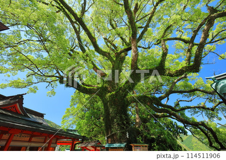 【和歌山県】熊野那智大社の大樟 114511906