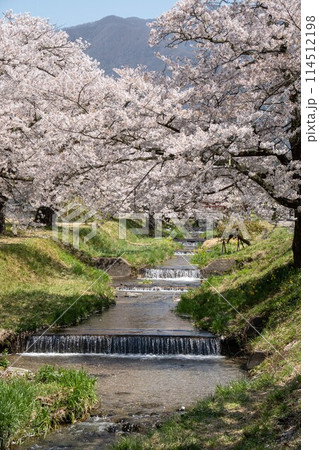 猪苗代町川桁の観音寺川の桜並木 猪苗代町川桁の観音寺川の桜並木 114512198