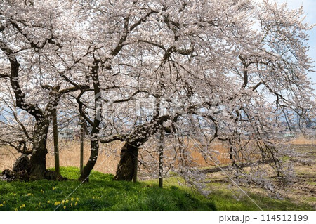 満開になった会津若松の石部桜 114512199