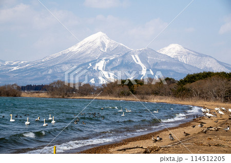 冬の晴れた日の会津磐梯山と猪苗代湖の白鳥 冬の晴れた日の会津磐梯山と猪苗代湖の白鳥 114512205