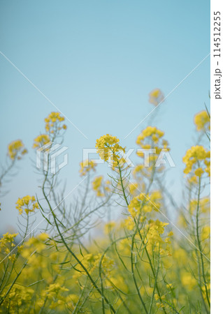 菜の花畑 114512255