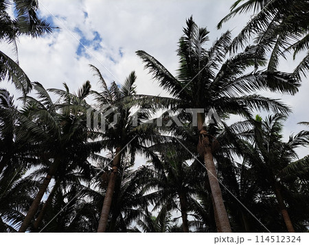 沖縄　石垣島　米原ヤエヤマヤシ群落 114512324