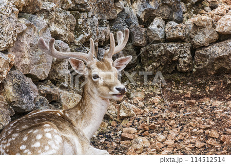 The spotted deer lies on stony ground near the stones The spotted deer lies on stony ground near the stones 114512514