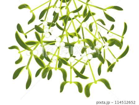 白い実をつけたヤドリギのイラスト 白い実をつけたヤドリギのイラスト 114512652